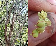 Euphorbia schlechtendalii