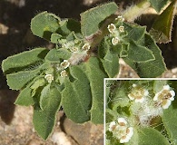 Euphorbia stictospora