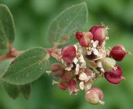 Euphorbia tomentulosa