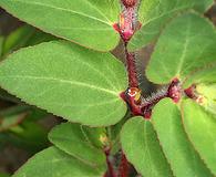 Euphorbia vermiculata