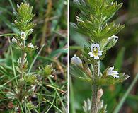 Euphrasia hudsoniana