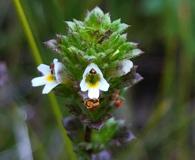 Euphrasia randii