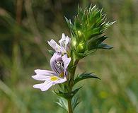 Euphrasia stricta