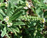 Euploca procumbens