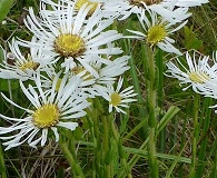 Eurybia eryngiifolia