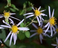 Eurybia macrophylla