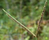 Eustachys floridana