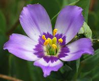 Eustoma exaltatum