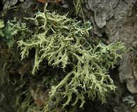 Evernia mesomorpha