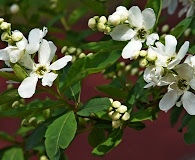 Exochorda racemosa