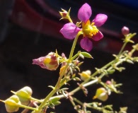 Fagonia californica