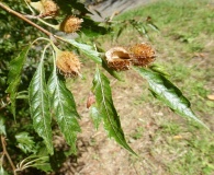 Fagus sylvatica