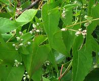 Fallopia convolvulus