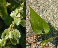 Fallopia scandens