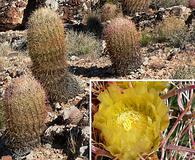 Ferocactus cylindraceus