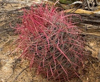 Ferocactus gracilis