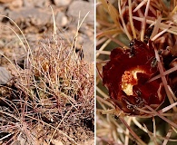 Ferocactus uncinatus