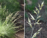 Festuca arizonica