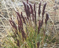 Festuca baffinensis