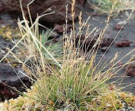 Festuca brevissima