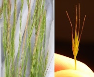 Festuca bromoides