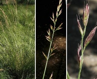 Festuca elmeri