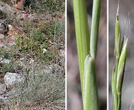 Festuca idahoensis