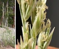 Festuca kingii