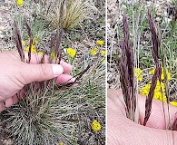 Festuca lenensis