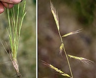 Festuca microstachys