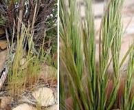 Festuca myuros