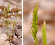 Festuca octoflora