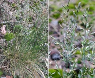 Festuca ovina