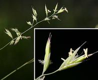 Festuca saximontana