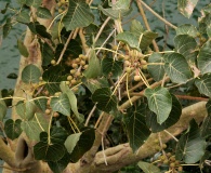 Ficus petiolaris