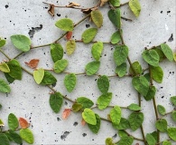 Ficus pumila