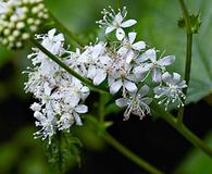 Filipendula occidentalis