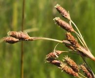 Fimbristylis castanea
