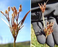 Fimbristylis dichotoma