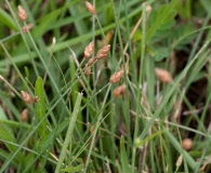 Fimbristylis schoenoides