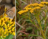 Flaveria linearis