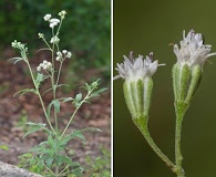 Florestina tripteris