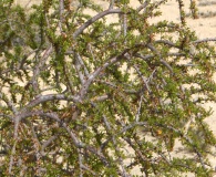 Forestiera angustifolia