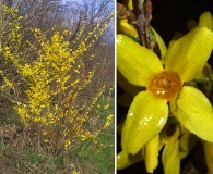 Forsythia viridissima