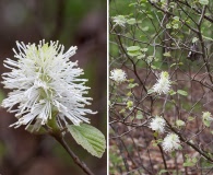 Fothergilla gardenii