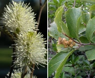 Fothergilla major