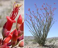 Fouquieria splendens