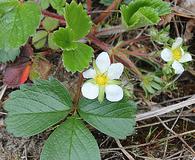 Fragaria chiloensis