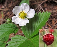 Fragaria vesca