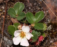 Fragaria virginiana